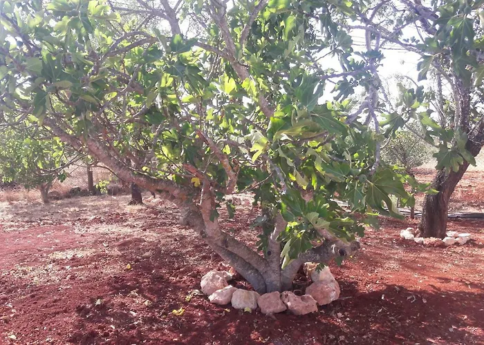 Quinta Cosy Dom wakacyjny Paderne (Faro)