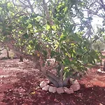 Quinta Cosy Holiday home Paderne (Faro)